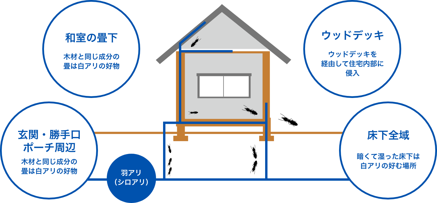 和室の畳下：木材と同じ成分の畳は白アリの好物／ウッドデッキ：ウッドデッキを経由して住宅内部に侵入／玄関・勝手口ポーチ周辺：基礎本体とポーチの小さな隙間から侵入／床下全域：暗くて湿った床下は白アリの好む場所